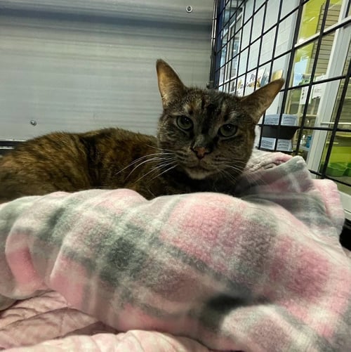 TORY - Domestic Short Hair available for adoption