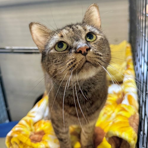 TORY - Domestic Short Hair available for adoption