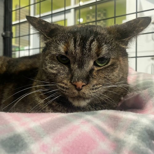 TORY - Domestic Short Hair available for adoption