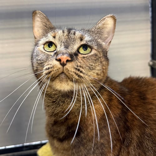 TORY - Domestic Short Hair available for adoption