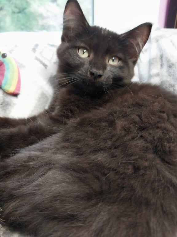 Murphy * IN FOSTER * Image