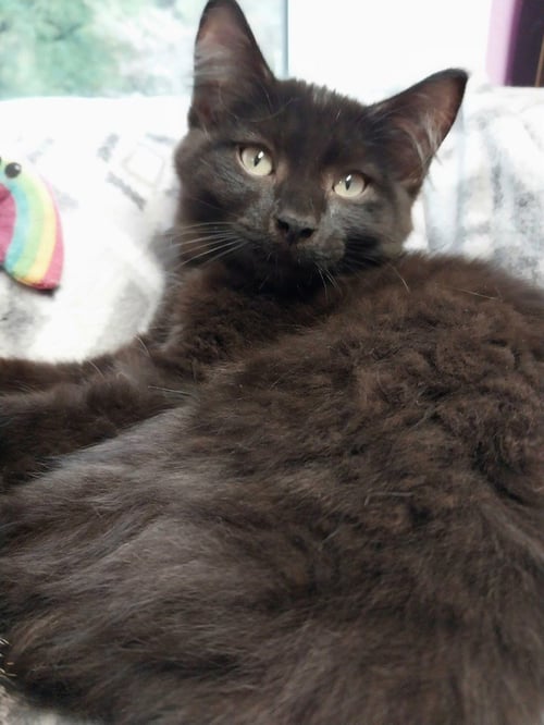 MURPHY * IN FOSTER * - Domestic Short Hair available for adoption