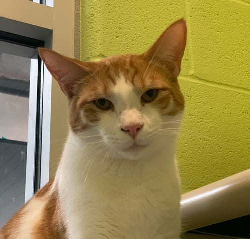 FOREST - Domestic Short Hair available for adoption