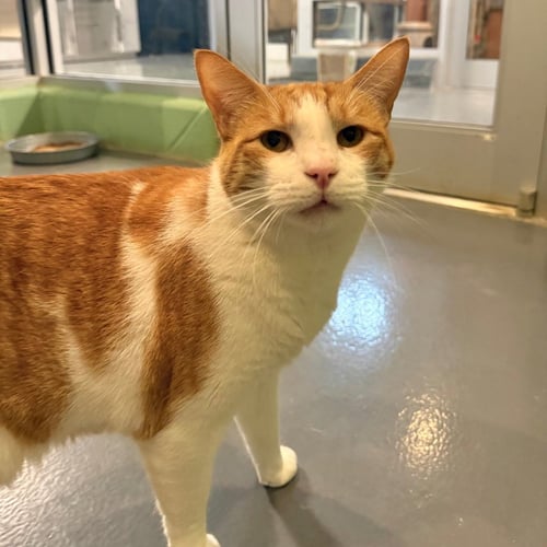 FOREST - Domestic Short Hair available for adoption