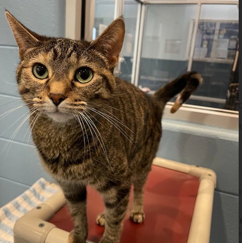 TIP TAIL - Domestic Short Hair available for adoption