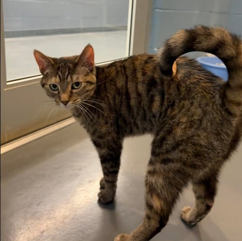 TIP TAIL - Domestic Short Hair available for adoption