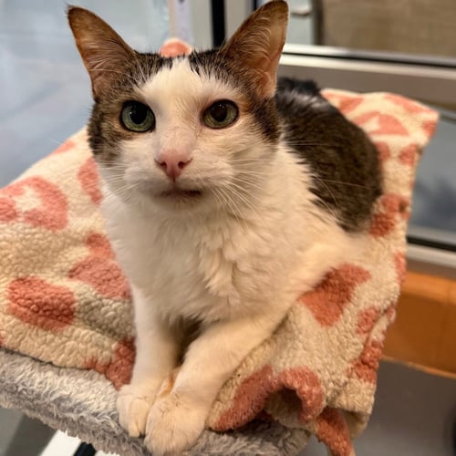 STELLA ANN - Domestic Short Hair available for adoption