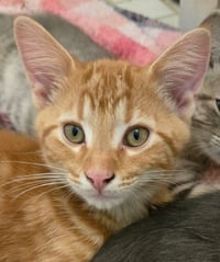 Stubentiger - Photo 1