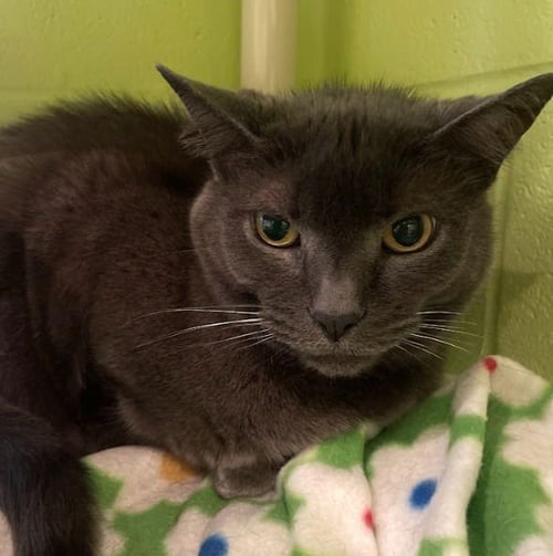 NATASHA - Domestic Short Hair available for adoption