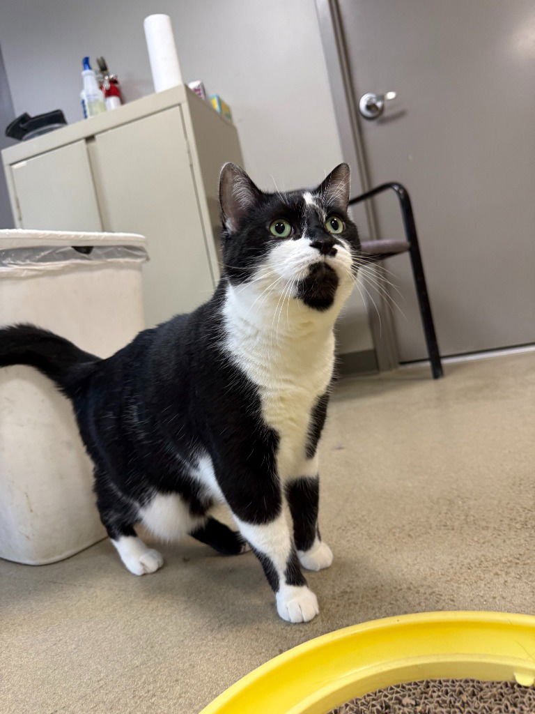 TATUM - Domestic Short Hair available for adoption