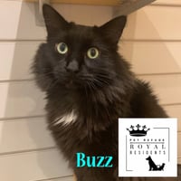 Buzz *IN FOSTER* - Photo 1