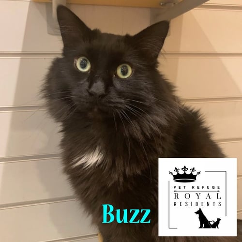 BUZZ *IN FOSTER* - Domestic Short Hair available for adoption