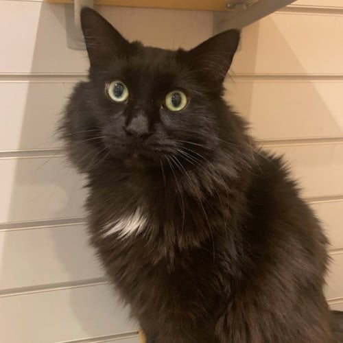 BUZZ *IN FOSTER* - Domestic Short Hair available for adoption