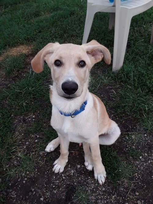 CALVIN - Labrador Retriever / Retriever available for adoption