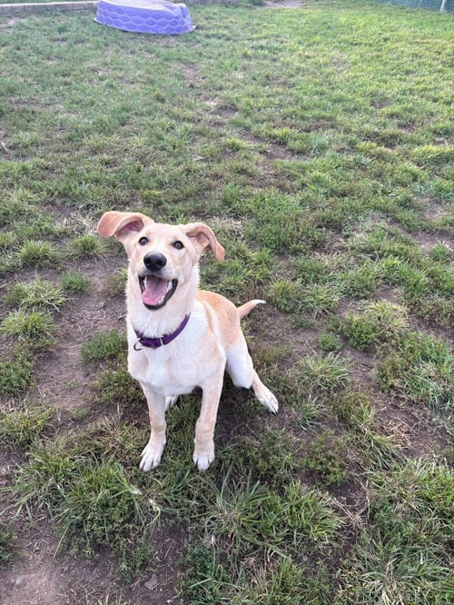 CALVIN - Labrador Retriever / Retriever available for adoption