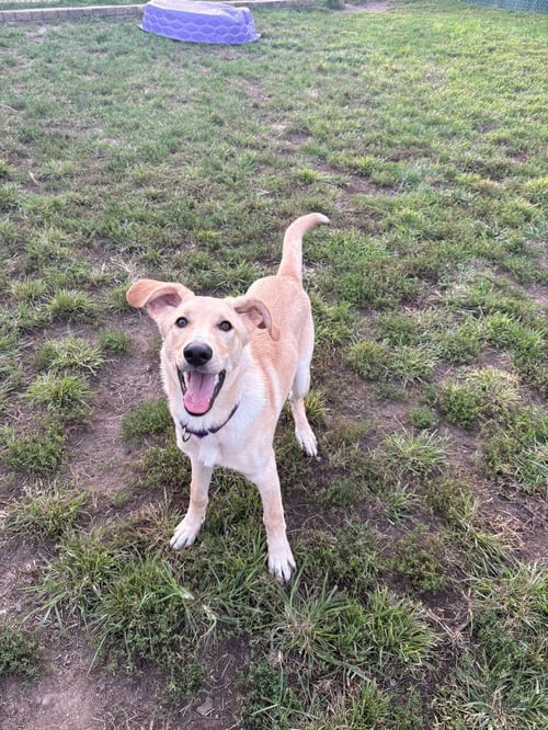 CALVIN - Labrador Retriever / Retriever for adoption in South Bend