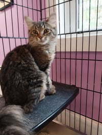 Thumbelina * IN FOSTER * - Photo 1