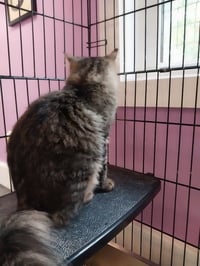 Thumbelina * IN FOSTER * - Photo 2