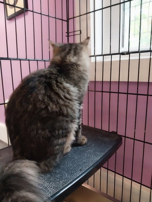 THUMBELINA * IN FOSTER * - Domestic Long Hair available for adoption