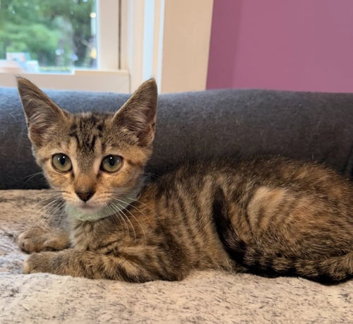 ANNALEE * IN FOSTER *