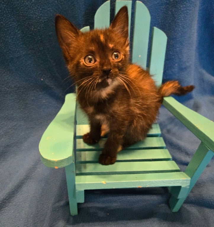 Mini *IN FOSTER* Image