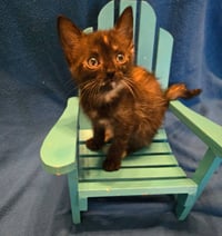 Mini *IN FOSTER* - Photo 1