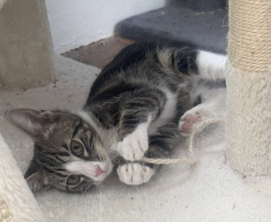 Flint *IN FOSTER* Image