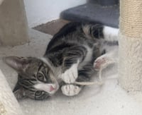 Flint *IN FOSTER* - Photo 1