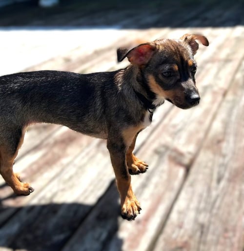 DOLLY- PENDING ADOPTION-IN A FOSTER HOME