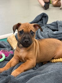 Ella-in a foster home - Photo 2
