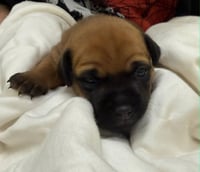 Ella-in a foster home - Photo 3