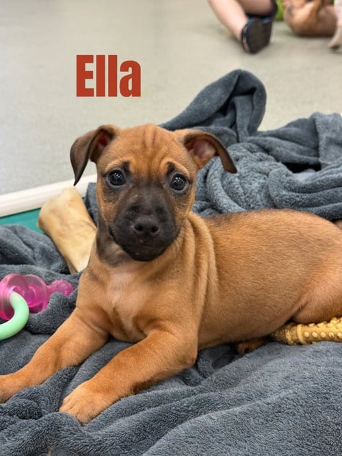 ELLA-IN A FOSTER HOME - Terrier / Hound available for adoption