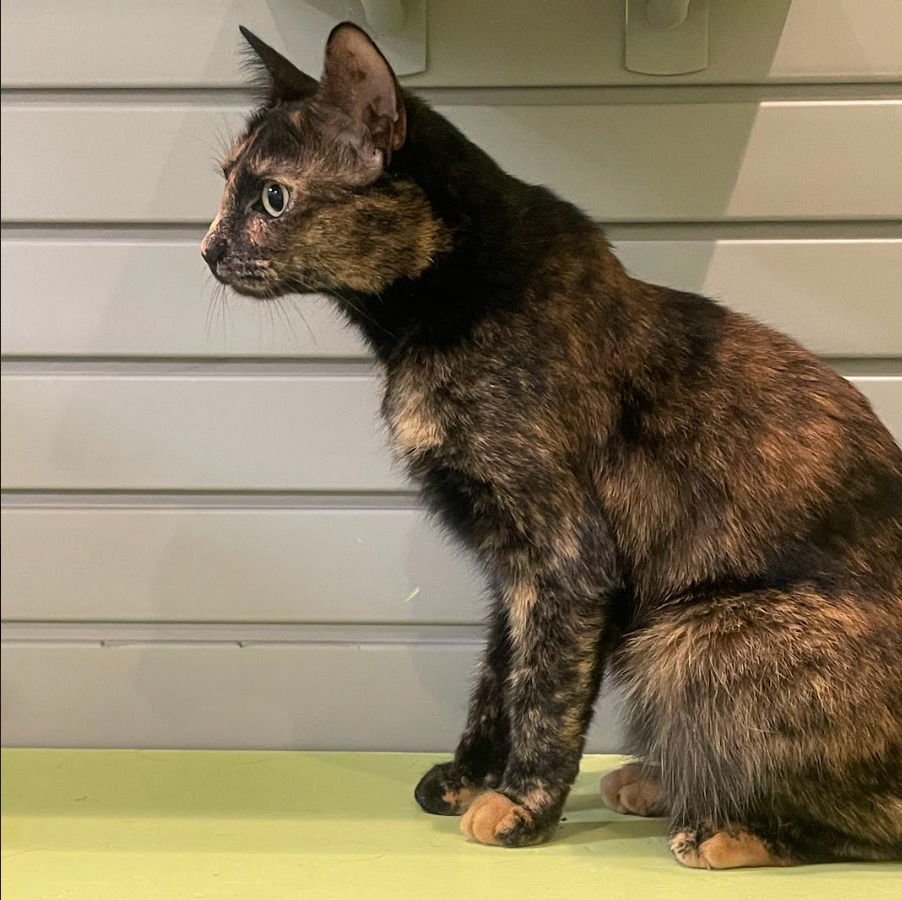 WINNIE (LEMON) - Domestic Short Hair available for adoption