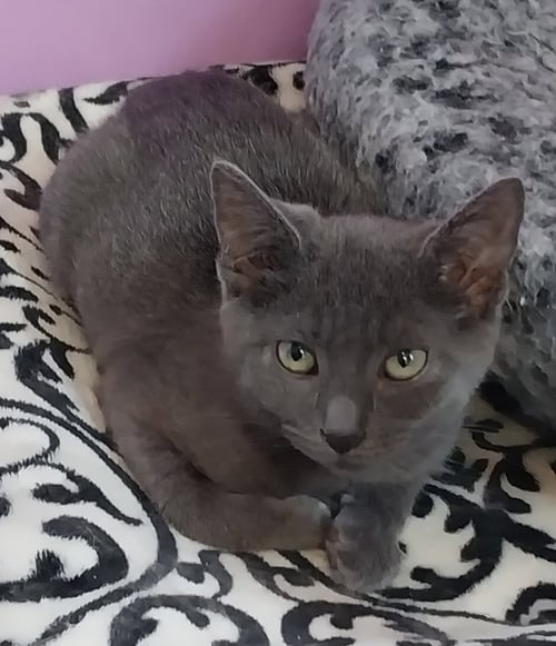 MARTINI * IN FOSTER * - Domestic Short Hair for adoption in South Bend