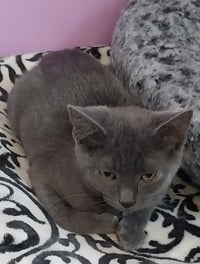 Martini * IN FOSTER * - Photo 2