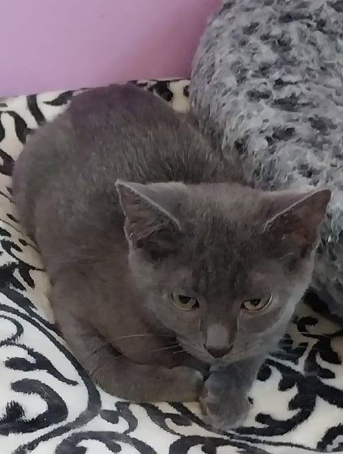 MARTINI * IN FOSTER * - Domestic Short Hair available for adoption