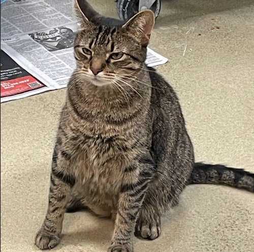 DONNIE PB - Domestic Short Hair available for adoption