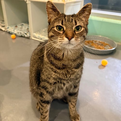 DONNIE PB - Domestic Short Hair available for adoption