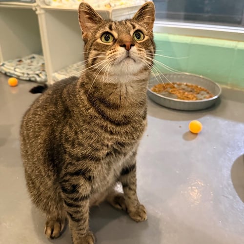 DONNIE PB - Domestic Short Hair available for adoption