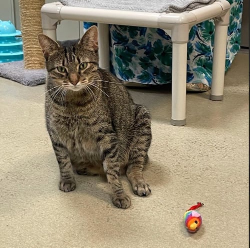 DONNIE PB - Domestic Short Hair available for adoption