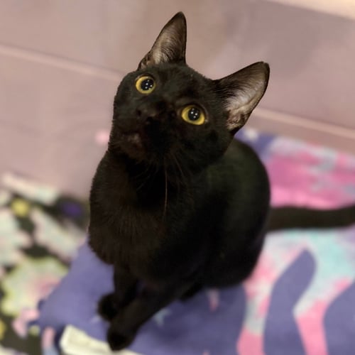 NIKO - Domestic Short Hair available for adoption