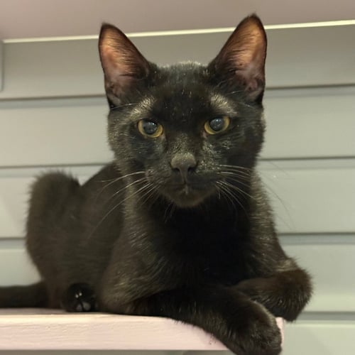 NIKO - Domestic Short Hair available for adoption