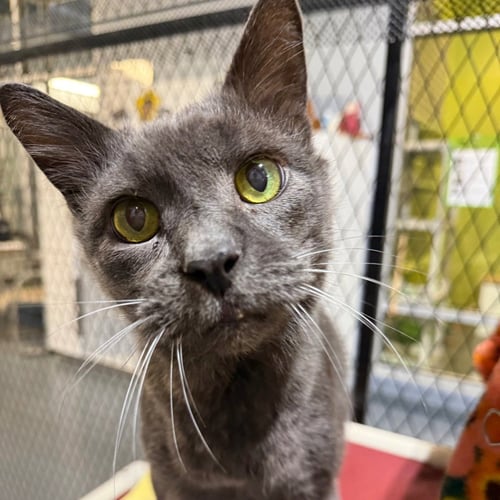 BORIS - Domestic Short Hair available for adoption