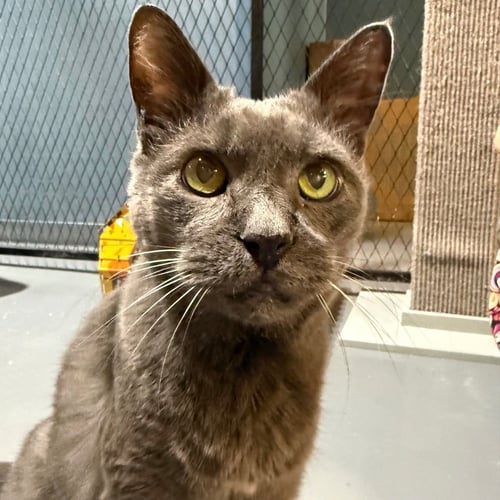 BORIS - Domestic Short Hair available for adoption