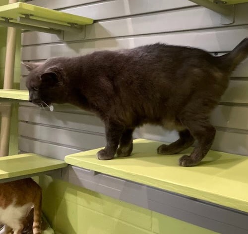 BORIS - Domestic Short Hair available for adoption