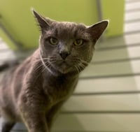Boris - Photo 1