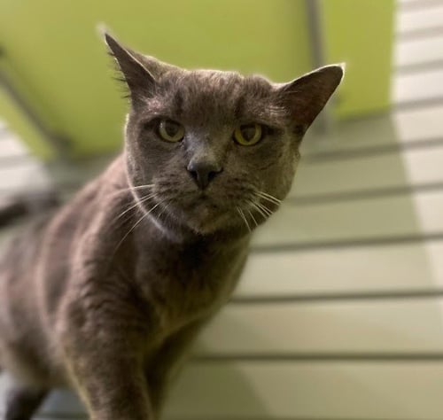 BORIS - Domestic Short Hair available for adoption