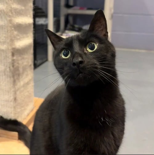 MOON - Domestic Short Hair available for adoption