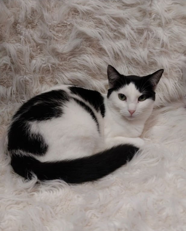 Oyster * IN FOSTER * Image