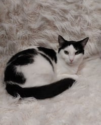 Oyster * IN FOSTER * - Photo 1